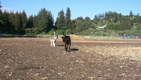 Aptos Dog Park - Dog Walk