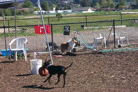 Scott's Valley Dog Park